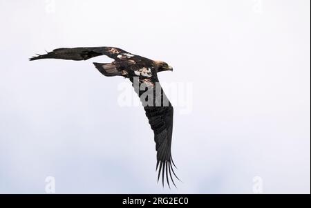 Eastern Imperial Eagle, Aquila heliaca, adult at Hungary Stock Photo