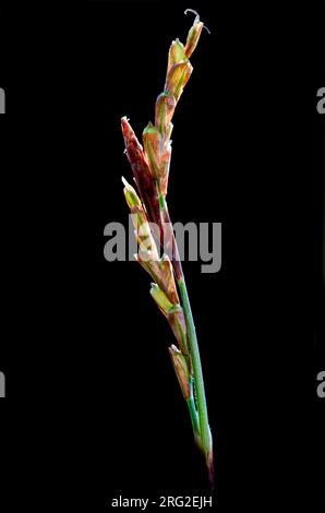 Fingered Sedge, Carex digitata Stock Photo
