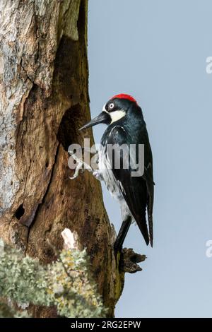 Adult male Acorn Woodpecker (Melanerpes formicivorus) in Santa Barbara County, California, USA. Inspecting nest hole. Stock Photo