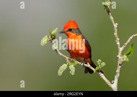 Adult male Vermilion Flycatcher, Pyrocephalus obscurus, in breeding plumage Riverside County, California, USA. Stock Photo