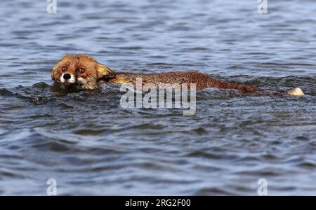 Een zwemmende vos A swimming Red Fox Stock Photo