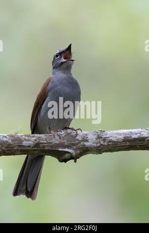 Brown-backed Solitaire (Myadestes occidentalis) perched on a branch in a semi-deciduous mountain forest in Guatemala. Stock Photo