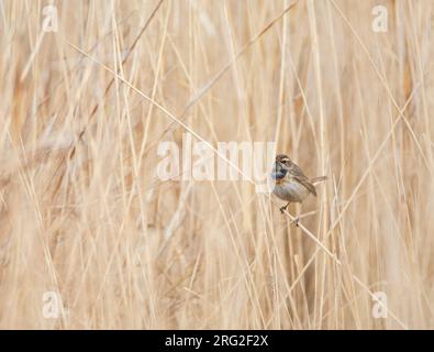 Adult female White-spotted bluethroat (Luscinia svecica cyanecula) in the Netherlands. Stock Photo