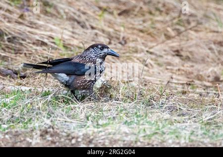 Spotted Nutcracker (Nucifraga caryocatactes) in mountain forest in Bulgaria. Stock Photo