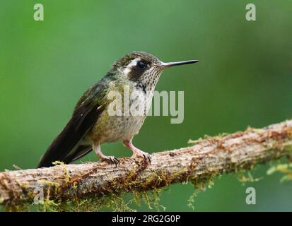 Speckled Hummingbird (Adelomyia melanogenys) in the west Andean slope of Ecuador. Stock Photo