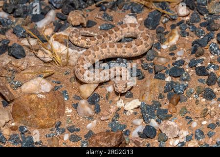 Horned Viper (Cerastes cerastes) ramping on the road, Aousserd Road, Western Sahara. Stock Photo