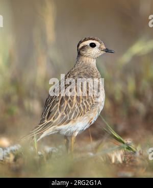 Second calendar year Eurasian Dotterel (Charadrius morinellus) during spring migration at Hyeres in France. Stock Photo