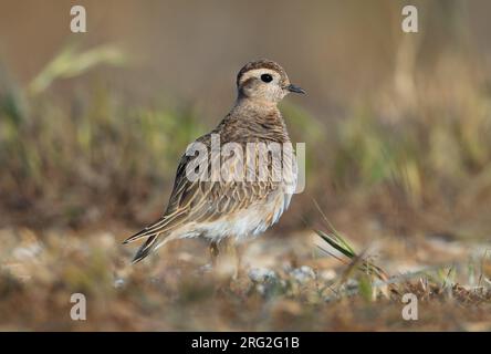 Second calendar year Eurasian Dotterel (Charadrius morinellus) during spring migration at Hyeres in France. Stock Photo