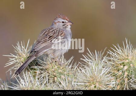 Rufous-winged Sparrow (Peucaea carpalis) perched in a bush Stock Photo