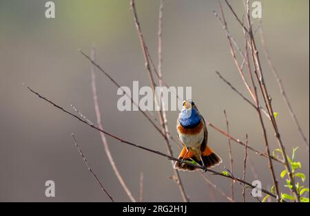 Adult male White-spotted bluethroat (Luscinia svecica cyanecula) in the Netherlands. Stock Photo