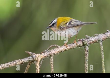 Adult male Common Firecrest (Regulus ignicapilla ignicapilla) perched on a pine tree in Watermael-Boitsfort, Brussels, Berbant, Belgium. Stock Photo