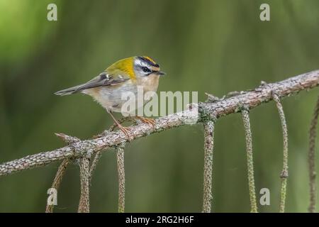 Adult male Common Firecrest (Regulus ignicapilla ignicapilla) perched on a pine tree in Watermael-Boitsfort, Brussels, Berbant, Belgium. Stock Photo