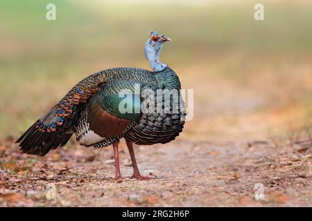 Stunning Ocellated Turkey (Meleagris ocellata) standing on a dirt road in a lowland rainforest in the Yucatán Peninsula near Tikal in Guatemala. Stock Photo