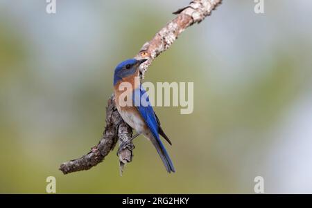 Adult male Eastern Bluebird (Sialia sialis) perched on a branch at breeding territory in Florida, USA Stock Photo