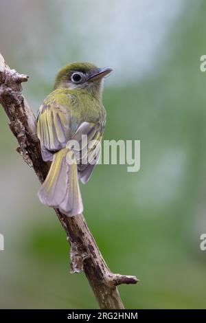 Eye-ringed Flatbill (Rhynchocyclus brevirostris) perched on a branch in a rainforest in Guatemala. Stock Photo
