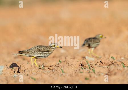 Eurasian stone-curlew (Burhinus oedicnemus) standing in an agricultural field near Belchite, Spain. Stock Photo