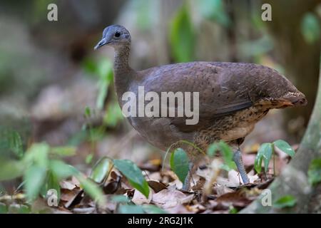 Great Tinamou (Tinamus major) on th ground in a rainforest in Guatemala. Subspecies percautus or robustus. Stock Photo