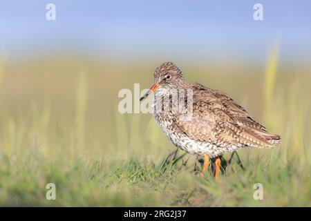 Redshank seen from the side in its natural habitat. Stock Photo