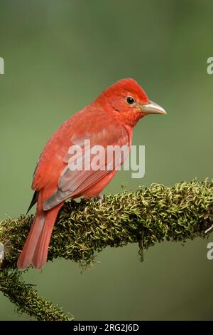 Adult male Summer Tanager (Piranga rubra)  perched on a branch in Galveston County, Texas, United States, during spring migration. Stock Photo