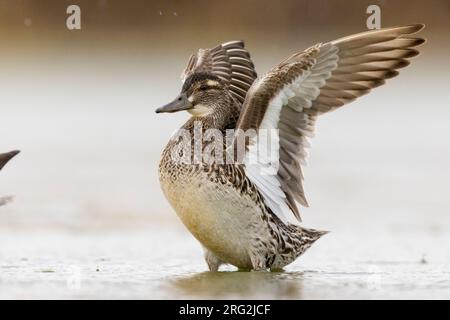 Garganey (Anas querquedula), adult female flapping its wings, Campania, Italy Stock Photo