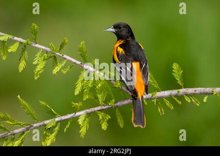 Adult male Baltimore Oriole (Icterus galbula) during spring migration at Galveston County, Texas, United States. Perched on a branch. Stock Photo
