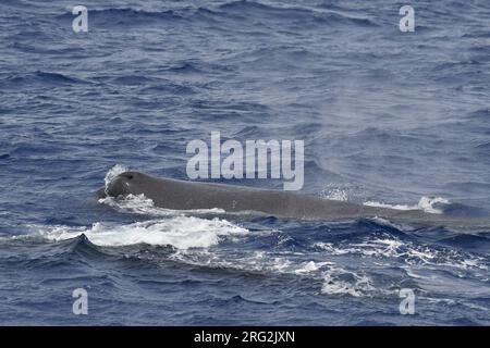 Sperm Whale’s (Physeter macrocephalus) swimming in offshore waters of St Helena island in the central Atlantic ocean. Stock Photo