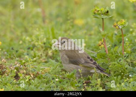 Foeragerend vrouwtje Groenling; Foraging female European Greenfinch Stock Photo