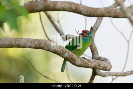 Blue-throated Barbet (Psilopogon asiaticus davisoni) perched bird eating an insect at Kaeng Krachan National Park, Thailand Stock Photo