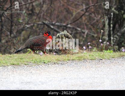 Male Satyr Tragopan (Tragopan satyra) crossing a road in Himalayan Bhutan. Also also known as the Crimson Horned Pheasant. Stock Photo