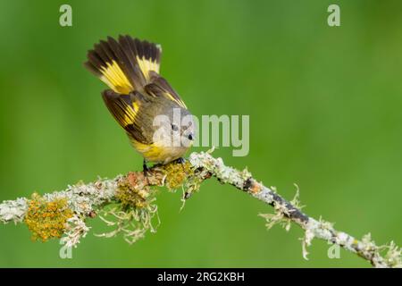 Adult female American Redstart (Setophaga ruticilla) perched on a branch in Galveston County, Texas, United States, during spring migration. Stock Photo