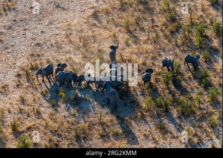 Aerial view of a herd of African elephants, Loxodonda africana. Okavango Delta, Botswana. Stock Photo