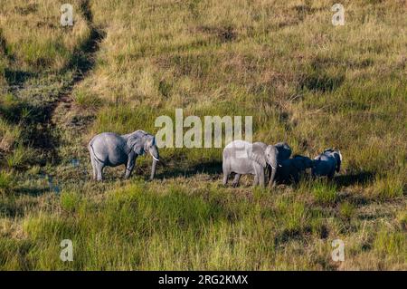 An aerial view of African elephants, Loxodonda africana, and calves walking. Okavango Delta, Botswana. Stock Photo