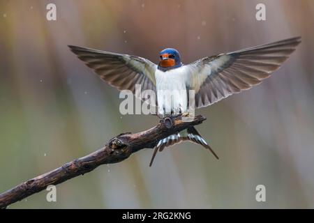 Adult Barn Swallow (Hirundo rustica) landing on a branch in Italy. With both wings spread out wide. Stock Photo