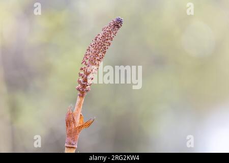 Spores Stock Photo