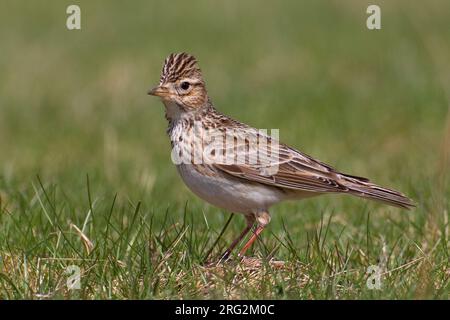 Veldleeuwerik in weiland; Eurasian Skylark in meadow Stock Photo