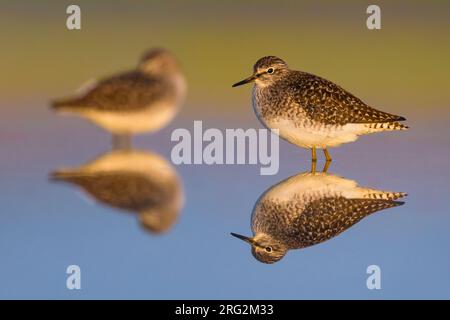 Spring migrant Wood Sandpipers (Tringa glareola) in Italy. Resting in shallow freshwater pool during migration with beautiful light and colors. Stock Photo