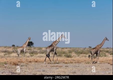 Southern giraffes, Giraffa camelopardalis, walking in an arid landscape. Central Kalahari Game Reserve, Botswana. Stock Photo