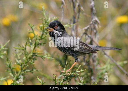Mannetje Cyprusgrasmus zingend in lage struikjes; Male Cyprus Warbler singing in low bush Stock Photo