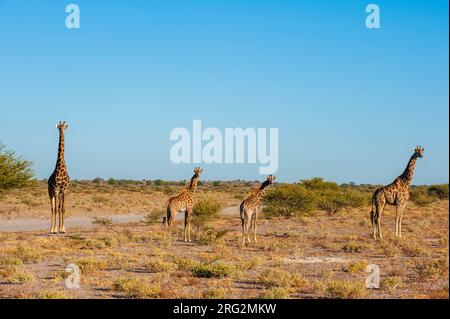 A group of southern giraffes, Giraffa camelopardalis, in an arid landscape. Central Kalahari Game Reserve, Botswana. Stock Photo