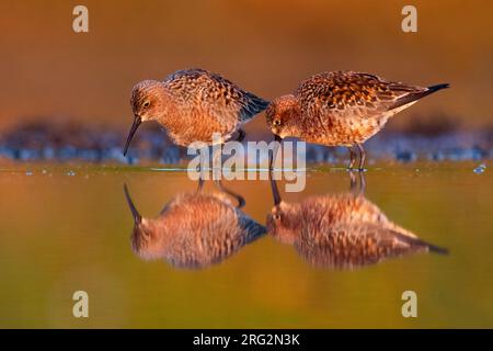 Curlew Sandpiper, Calidris ferruginea, standing in shallow water in Italy. Two summer plumaged Curlew Sandpipers together. Stock Photo