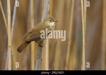 Common Reed Warbler, Acrocephalus scirpaceus, in Italy. Stock Photo