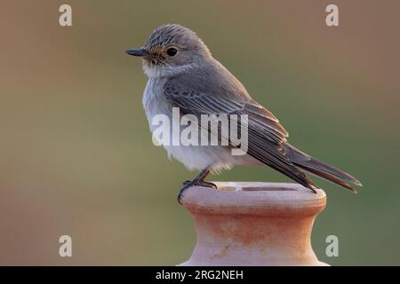 Volwassen Grauwe Vliegenvanger op uitkijk; Adult Spotted Flycatcher on look out Stock Photo