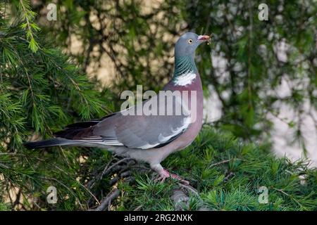 Houtduif in zit; Common Wood Pigeon perched Stock Photo