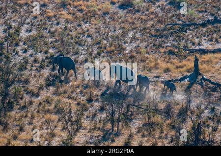 An aerial view of African elephants and calves, Loxodonda africana, walking. Okavango Delta, Botswana. Stock Photo