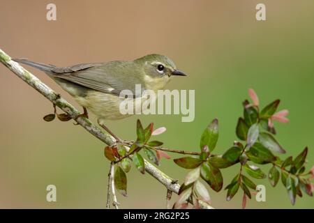 Adult female Black-throated Blue Warbler (Setophaga caerulescens) perched on a branch in Galveston County, Texas, United States, during spring migrati Stock Photo