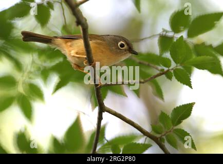 Grey-cheeked fulvetta (Alcippe morrisonia) in Taiwan. Stock Photo