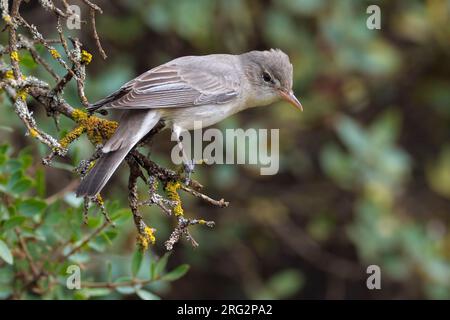 Griekse Spotvogel zittend in struik; Olive-tree Warbler perched in bush Stock Photo