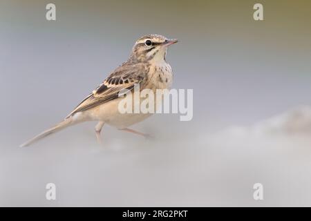 Tawny Pipit (Anthus campestris) in Italy. Stock Photo