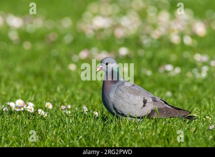 Stock Dove (Columba oenas) in the Netherlands. Foraging in a spring green meadow with little white flowers. Stock Photo