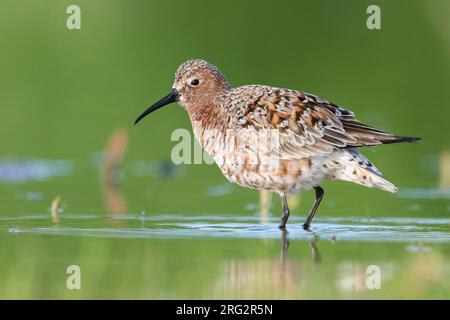 Curlew Sandpiper (Calidris ferruginea), side view of an adult moulting to breeding plumage, Campania, Italy Stock Photo
